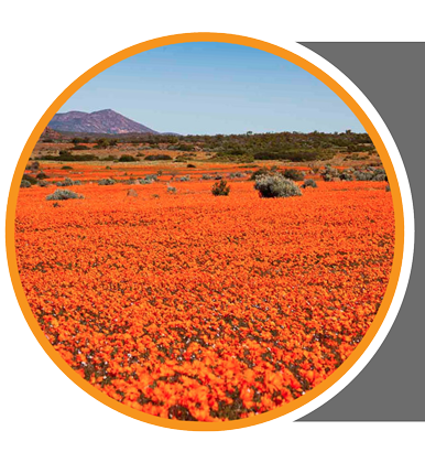 karoo-1
