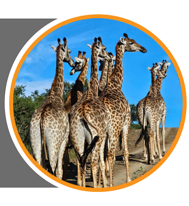 safaris