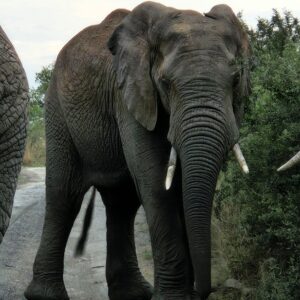 Escape to the Wild: Tembe Elephant Park (October 2026)