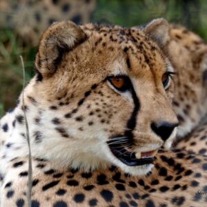 The Springbok Lodge - Nambiti Private Game Reserve (01-04 Nov 2026)