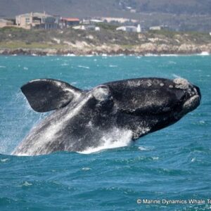 Hermanus Whale Watching Tour – September 2026