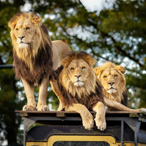 Adventure Safari