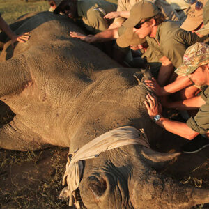 Conservation Safari
