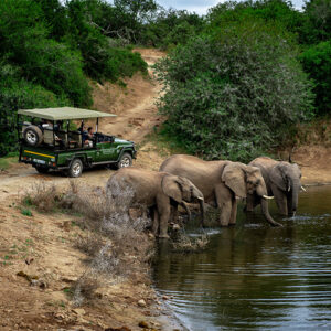 Game Drive Safari