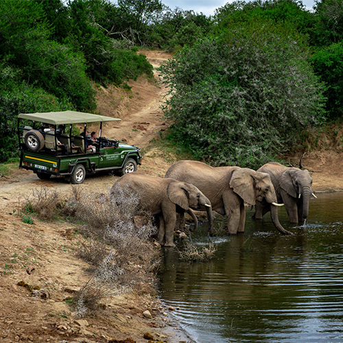The Springbok Lodge - Nambiti Private Game Reserve (01-04 Nov 2026) - Image 4