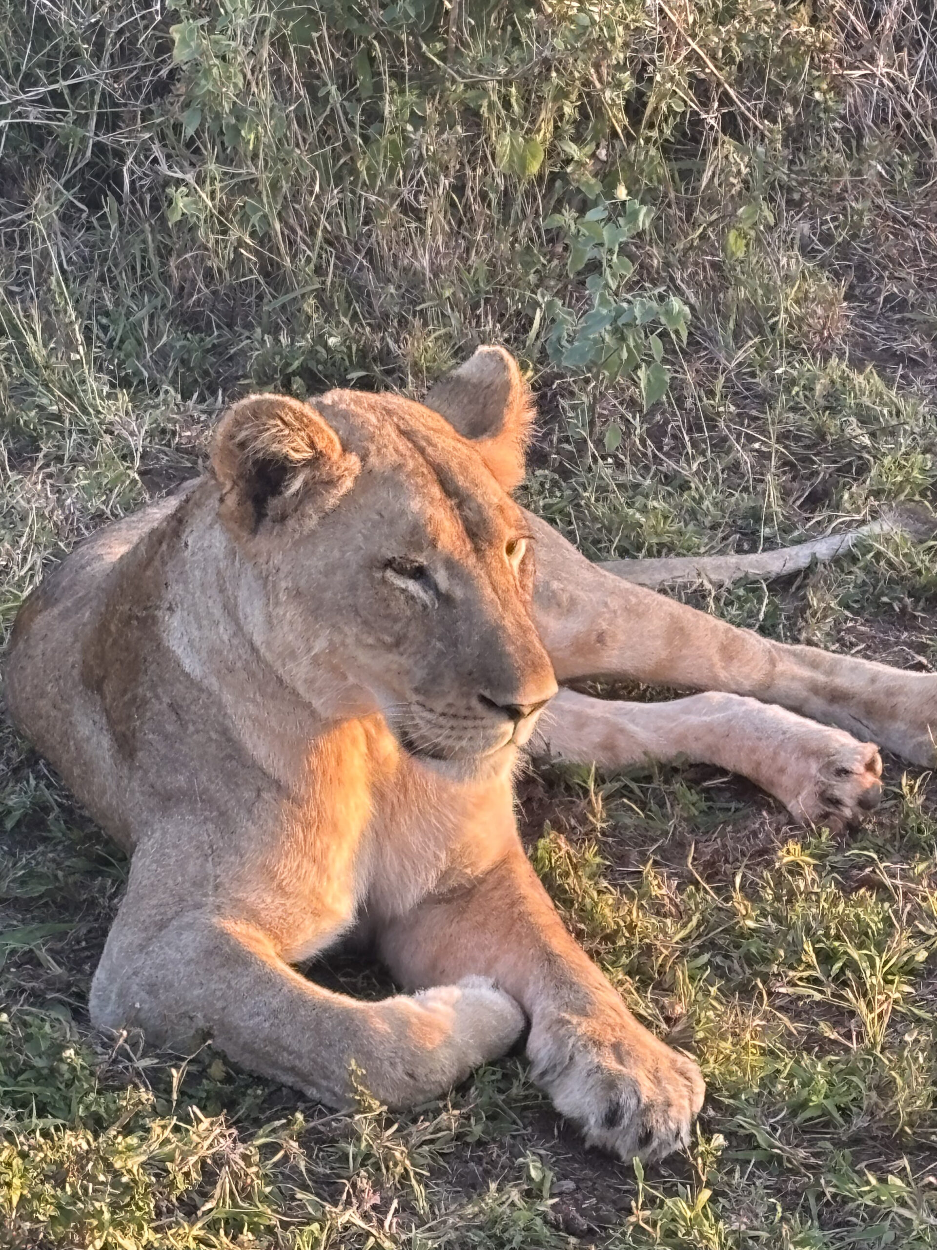 Bayete Zulu Homestead – Manyoni Private Game Reserve - Big 5 Safari Experience (14-17 March 2027) - Image 5
