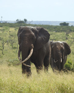 Bayete Zulu Homestead – Manyoni Private Game Reserve - Big 5 Safari Experience (14-17 March 2027) - Image 4