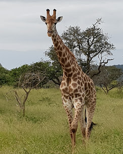 Bayete Zulu Homestead – Manyoni Private Game Reserve - Big 5 Safari Experience (14-17 March 2027) - Image 3