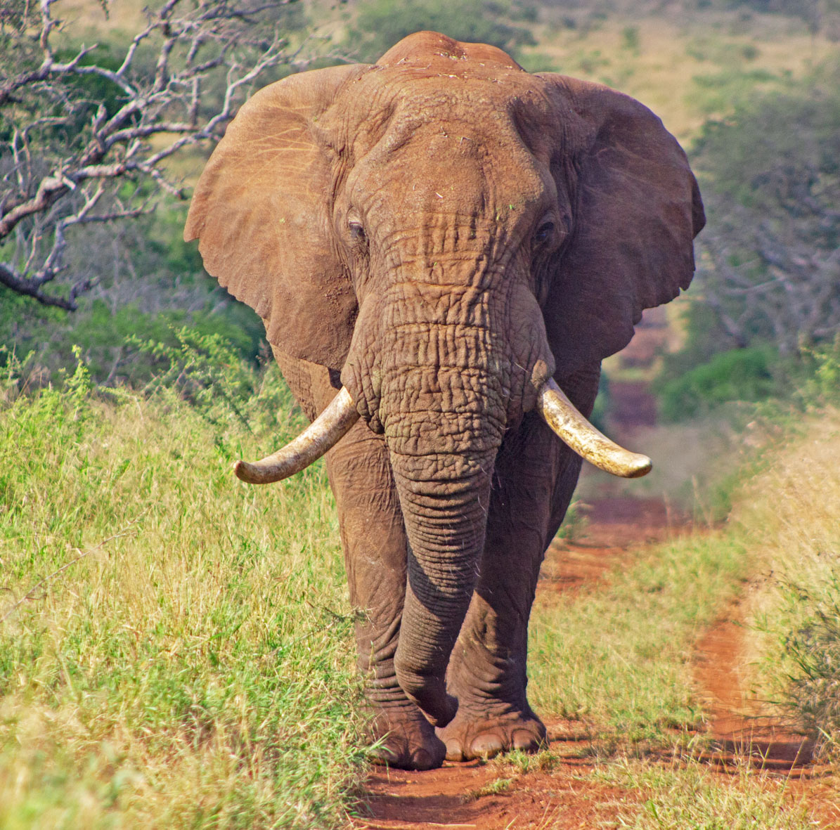 Bayete Zulu Homestead – Manyoni Private Game Reserve - Big 5 Safari Experience (14-17 March 2027)