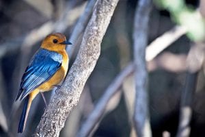 Bayete Zulu Homestead – Manyoni Private Game Reserve - Big 5 Safari Experience (14-17 March 2027) - Image 6