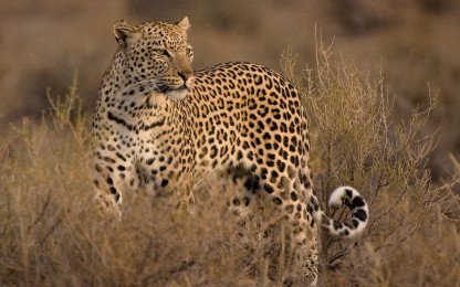 Kgalagadi & Augrabies Falls - Guided Tour (Departing 16 May 2027) - Image 3