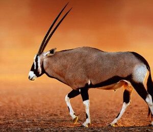Kgalagadi & Augrabies Falls - Guided Tour (Departing 16 May 2027)