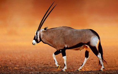 Kgalagadi & Augrabies Falls - Guided Tour (Departing 16 May 2027)
