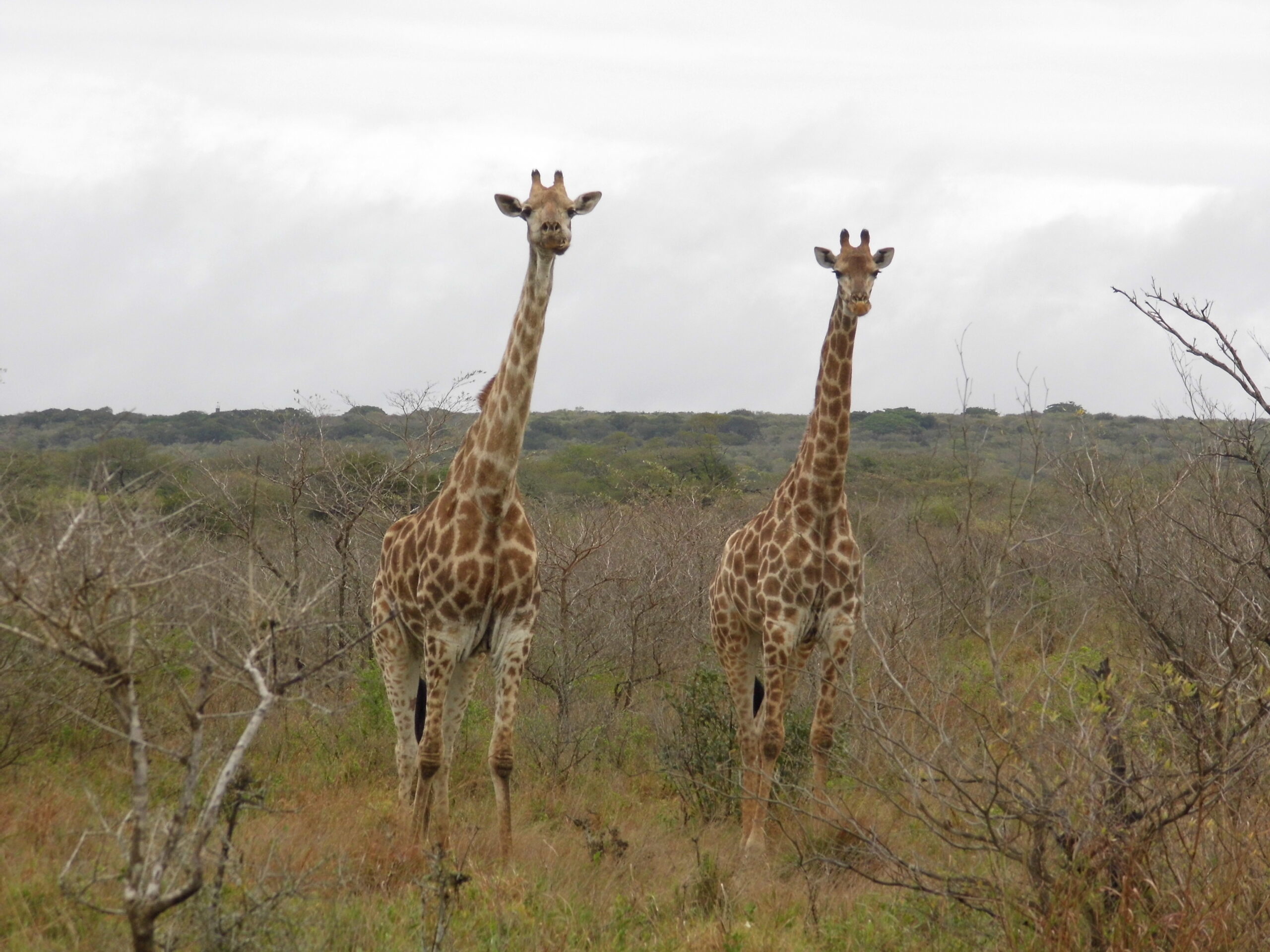 The Springbok Lodge - Nambiti Private Game Reserve (01-04 Nov 2026) - Image 5