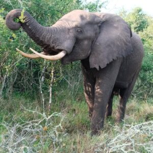 Escape to the Wild: Tembe Elephant Park (October 2026)