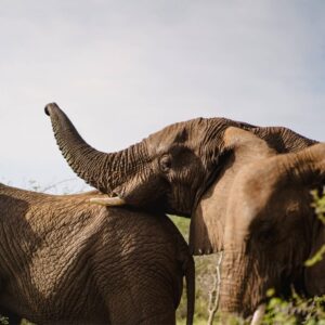 Zebra Hills Safari Lodge – Manyoni Private Game Reserve(Oct 2026)