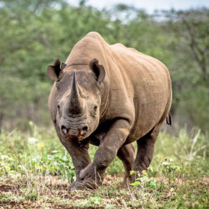Bayete Zulu Homestead – Manyoni Private Game Reserve - Big 5 Safari Experience (18- 21 October 2026))