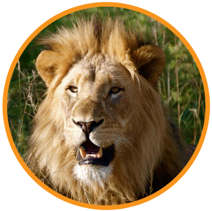 safaris1