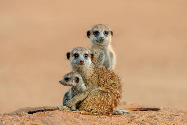 Kgalagadi & Augrabies Falls - Guided Tour (23 - 28 May 2027) - Image 4