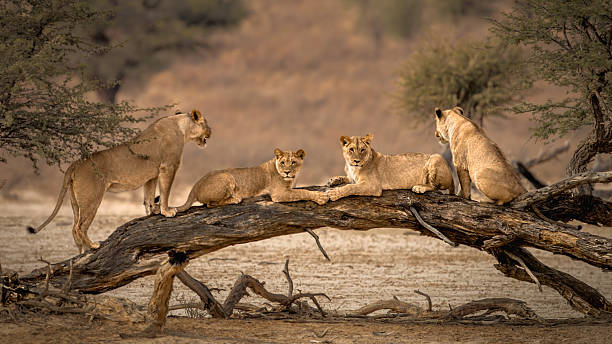 Kgalagadi & Augrabies Falls - Guided Tour (23 - 28 May 2027) - Image 5