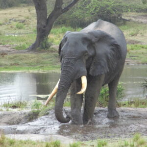 Escape to the Wild: Tembe Elephant Park (October 2026)