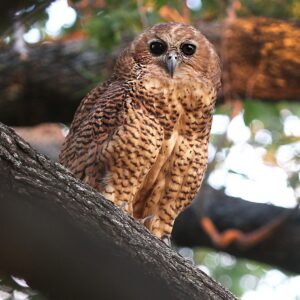 Mkuze Trails Lodge located in the Mkuze Game Reserve, KwaZulu-Natal (21 - 24 November 2026)