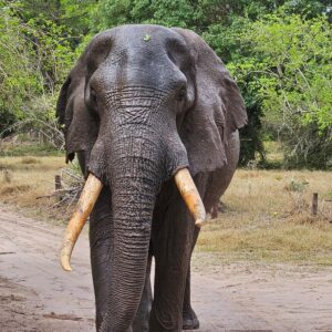Bayete Zulu Homestead – Manyoni Private Game Reserve - Big 5 Safari Experience (24-27 Nov 2026)