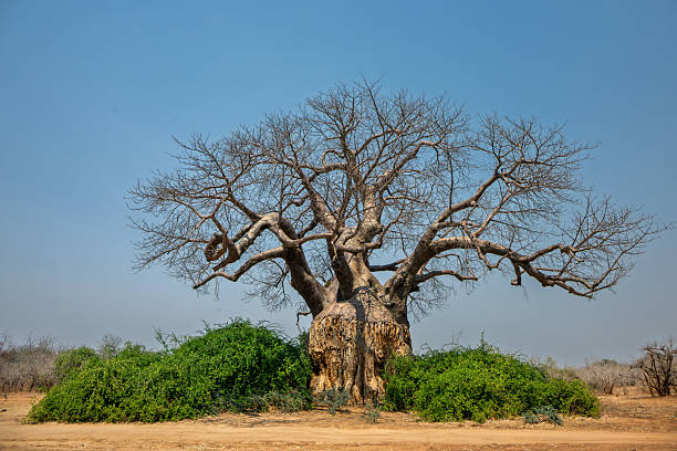 Victoria Falls, Zimbabwe & Chobe, Botswana Safari Escape (15 - 19 March 2027) - Image 5