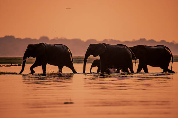 Victoria Falls, Zimbabwe & Chobe, Botswana Safari Escape (15 - 19 March 2027) - Image 6
